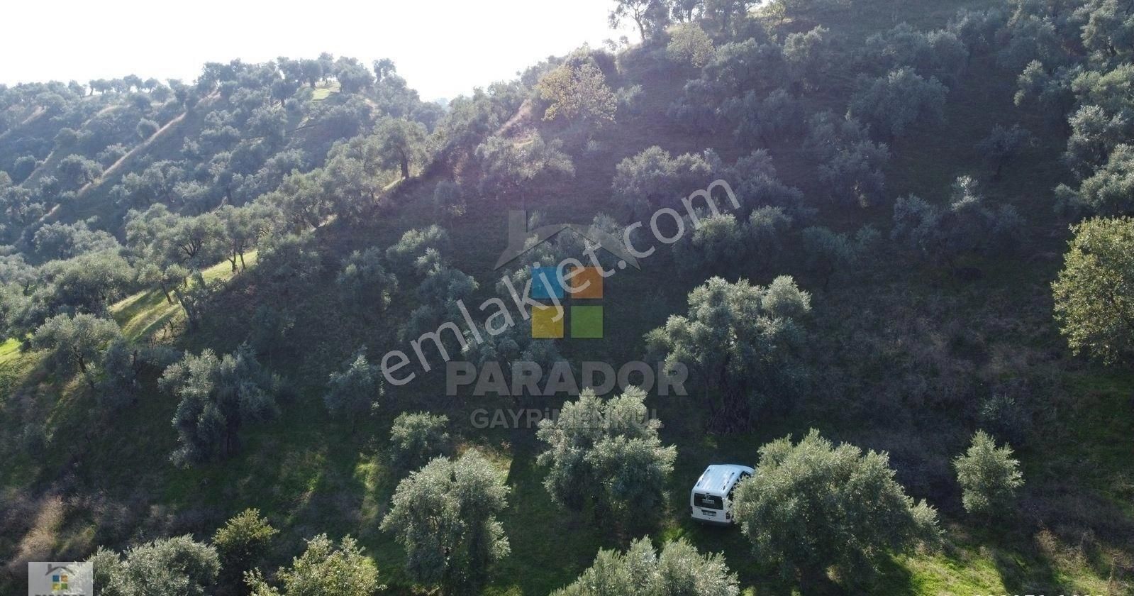 Aydın Nazilli İsabeyli Mahallesinde Satılık 3968 M² Zeytinlik - Görsel 9