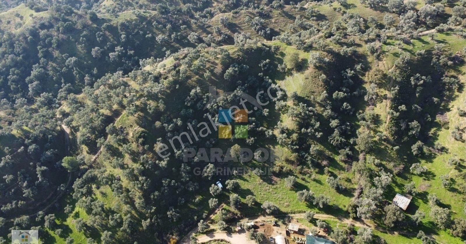 Aydın Nazilli İsabeyli Mahallesinde Satılık 3968 M² Zeytinlik - Görsel 8