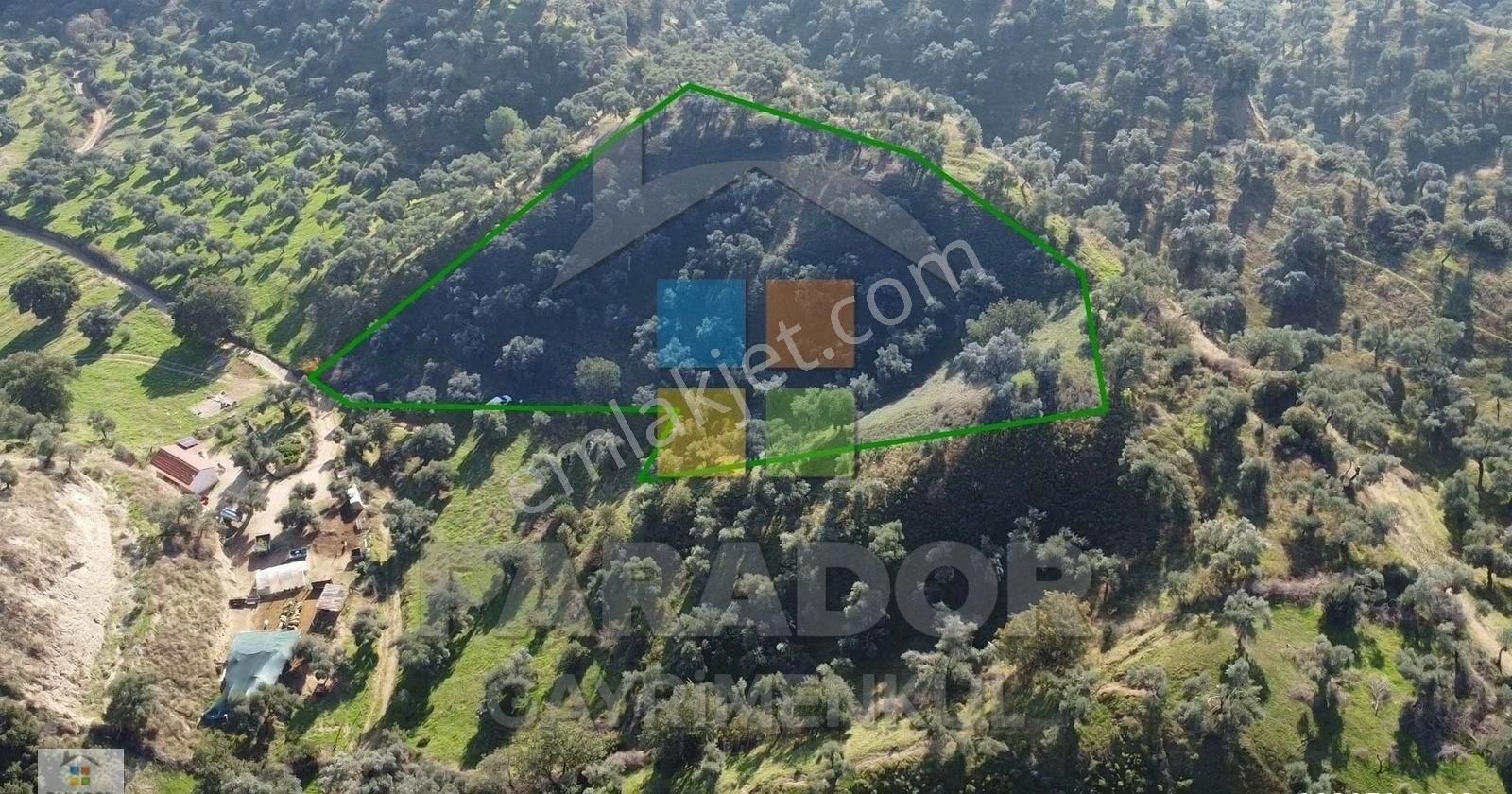 Aydın Nazilli İsabeyli Mahallesinde Satılık 3968 M² Zeytinlik - Görsel 15