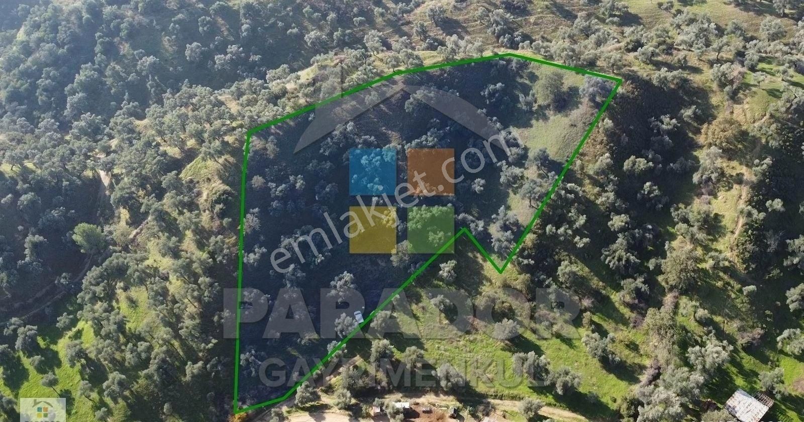 Aydın Nazilli İsabeyli Mahallesinde Satılık 3968 M² Zeytinlik - Görsel 5