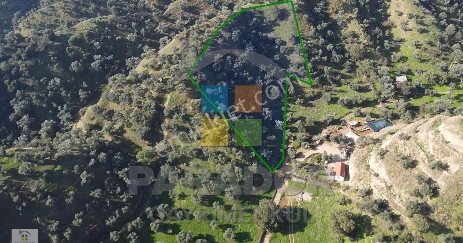 Aydın Nazilli İsabeyli Mahallesinde Satılık 3968 M² Zeytinlik - Görsel 10