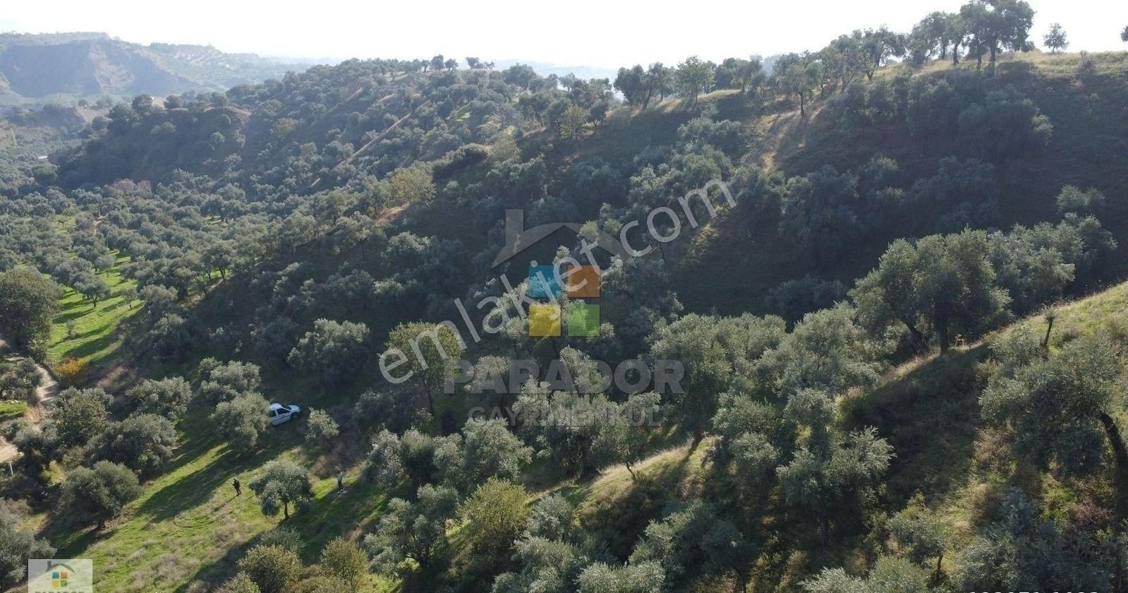 Aydın Nazilli İsabeyli Mahallesinde Satılık 3968 M² Zeytinlik - Görsel 2