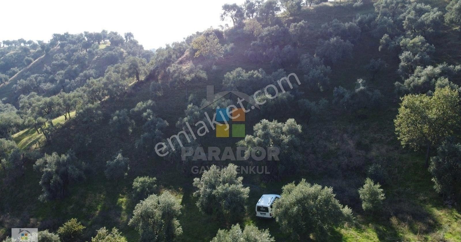 Aydın Nazilli İsabeyli Mahallesinde Satılık 3968 M² Zeytinlik - Görsel 12