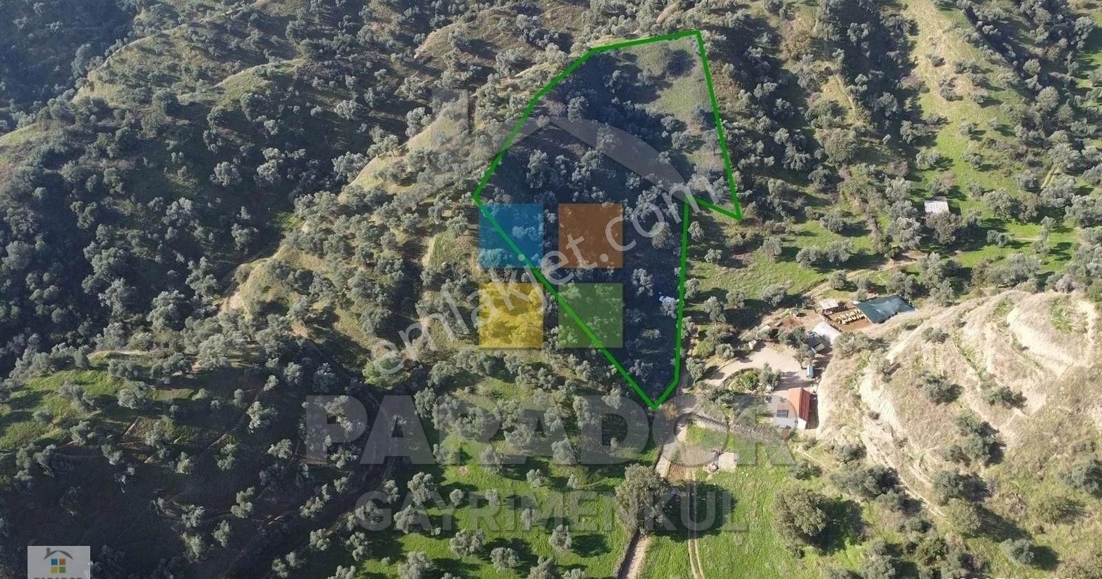 Aydın Nazilli İsabeyli Mahallesinde Satılık 3968 M² Zeytinlik - Görsel 7