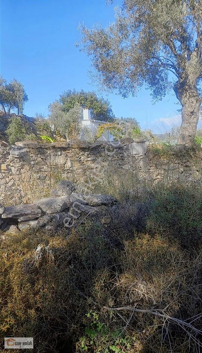 Milas Pınararası Mah Satılık Zeytinlik - Görsel 7