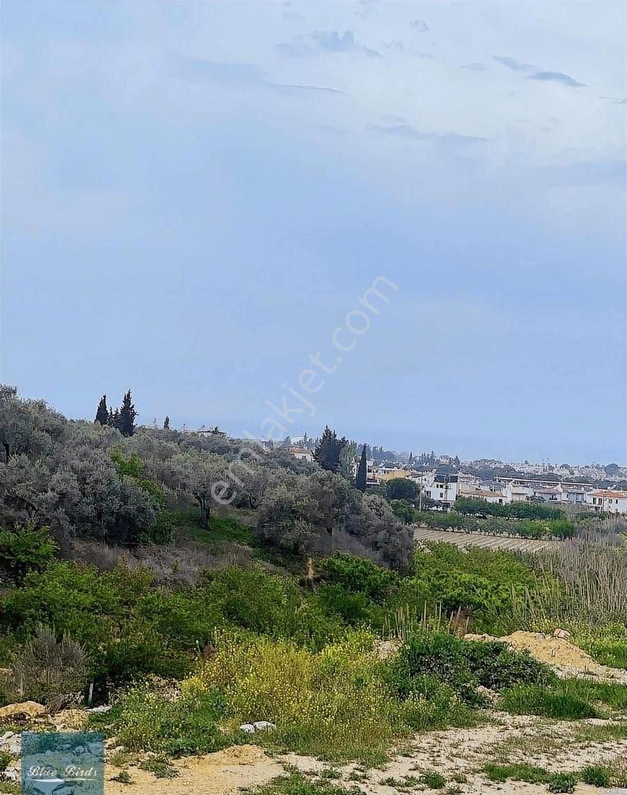 Kuşadası Soğucakta Deniz Manzaralı Özel Havuzlu Lüks Villa - Görsel 10