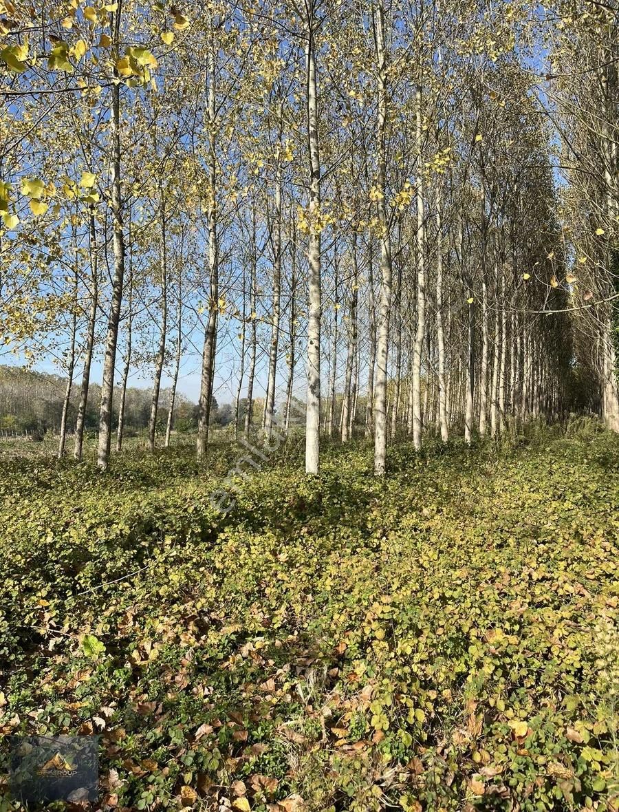 Bf Grouptan Kabakulakta Üzerinde Kavaklık Bulunan Satılık Tarla - Görsel 7