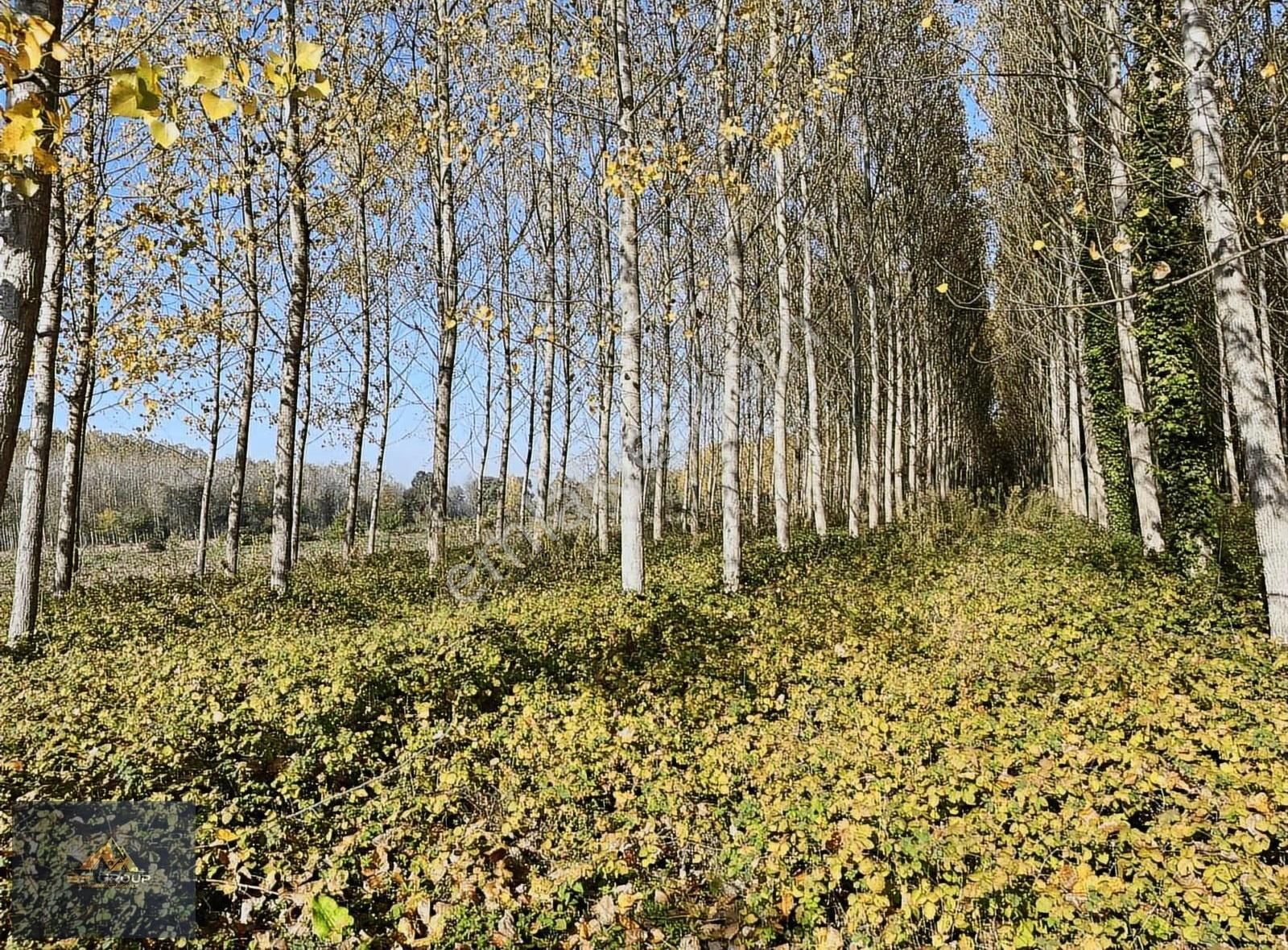 Bf Grouptan Kabakulakta Üzerinde Kavaklık Bulunan Satılık Tarla - Görsel 3