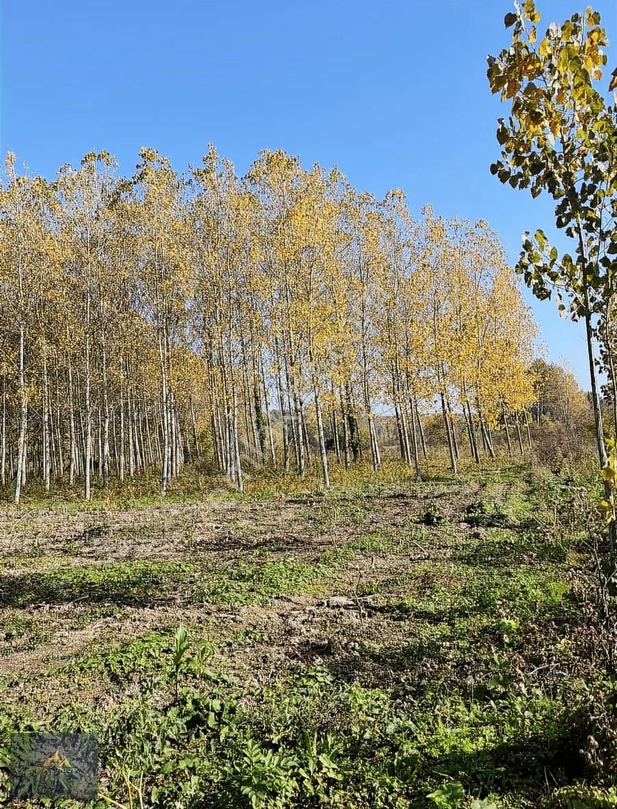 Bf Grouptan Kabakulakta Üzerinde Kavaklık Bulunan Satılık Tarla - Görsel 5