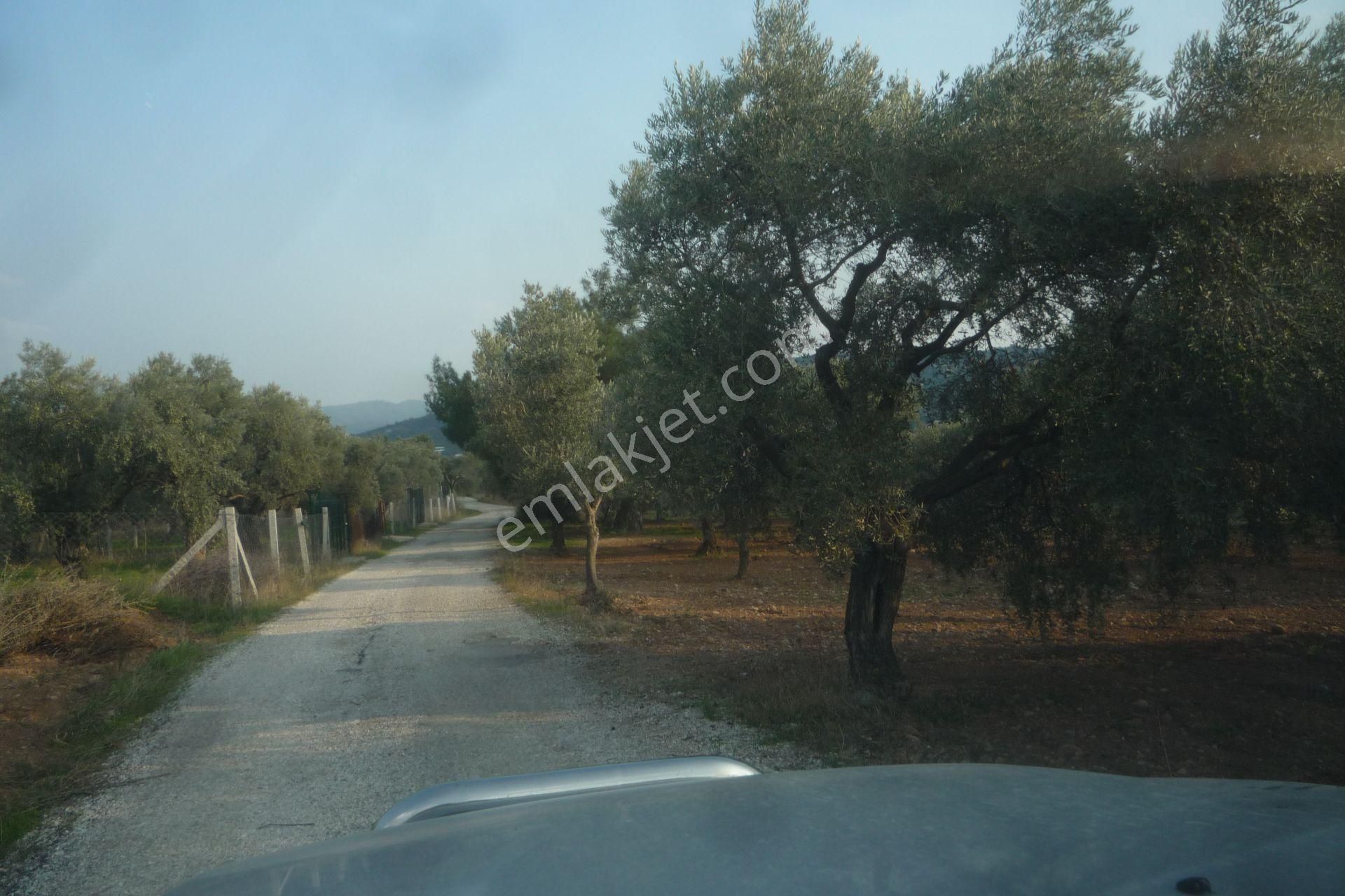İzmir Torbalı Gold Emlaktan Satılık Kıymetli Tarla Ve Zeytinlik