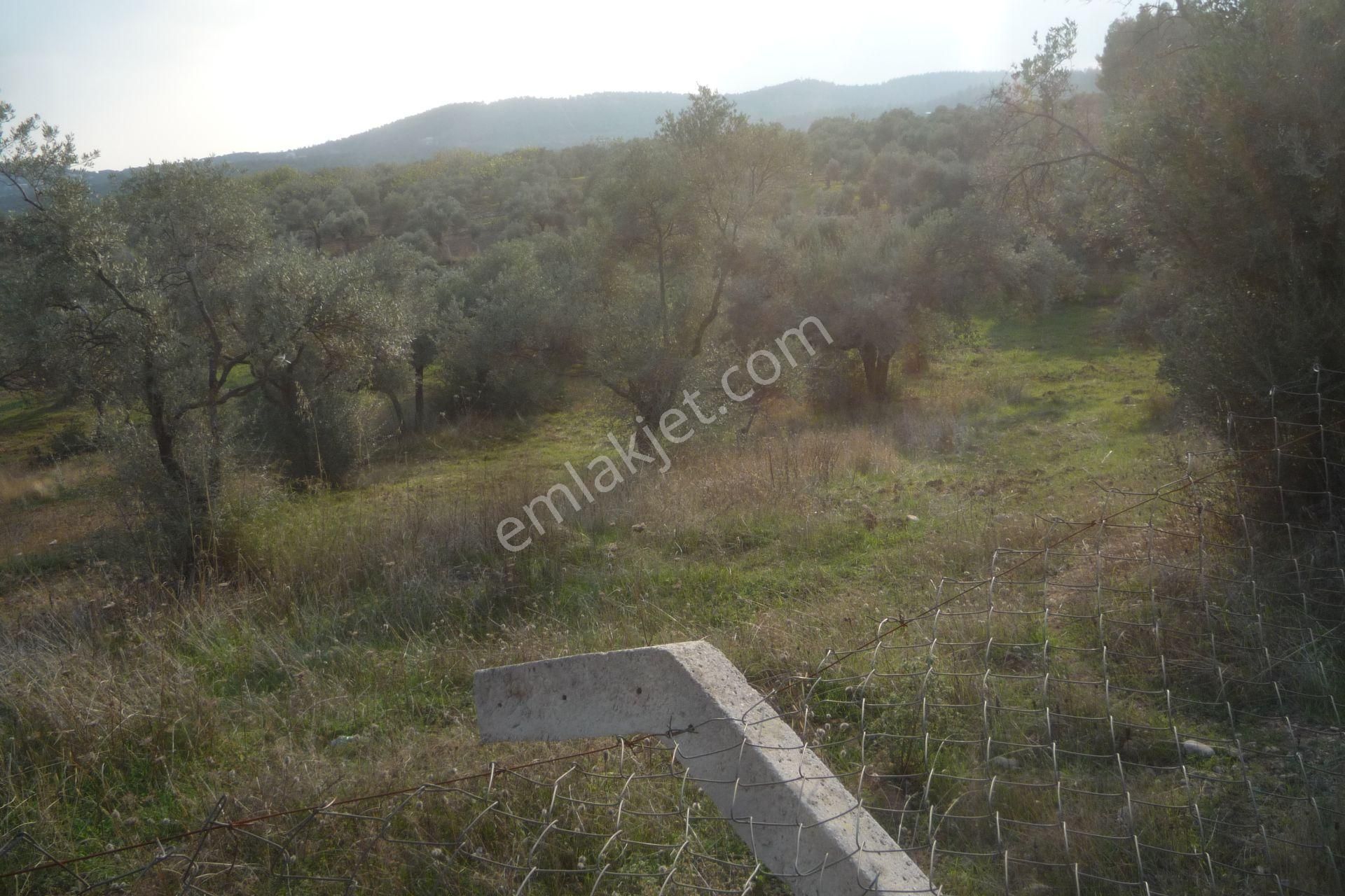 İzmir Torbalı Gold Emlaktan Satılık Kıymetli Tarla Ve Zeytinlik - Görsel 3