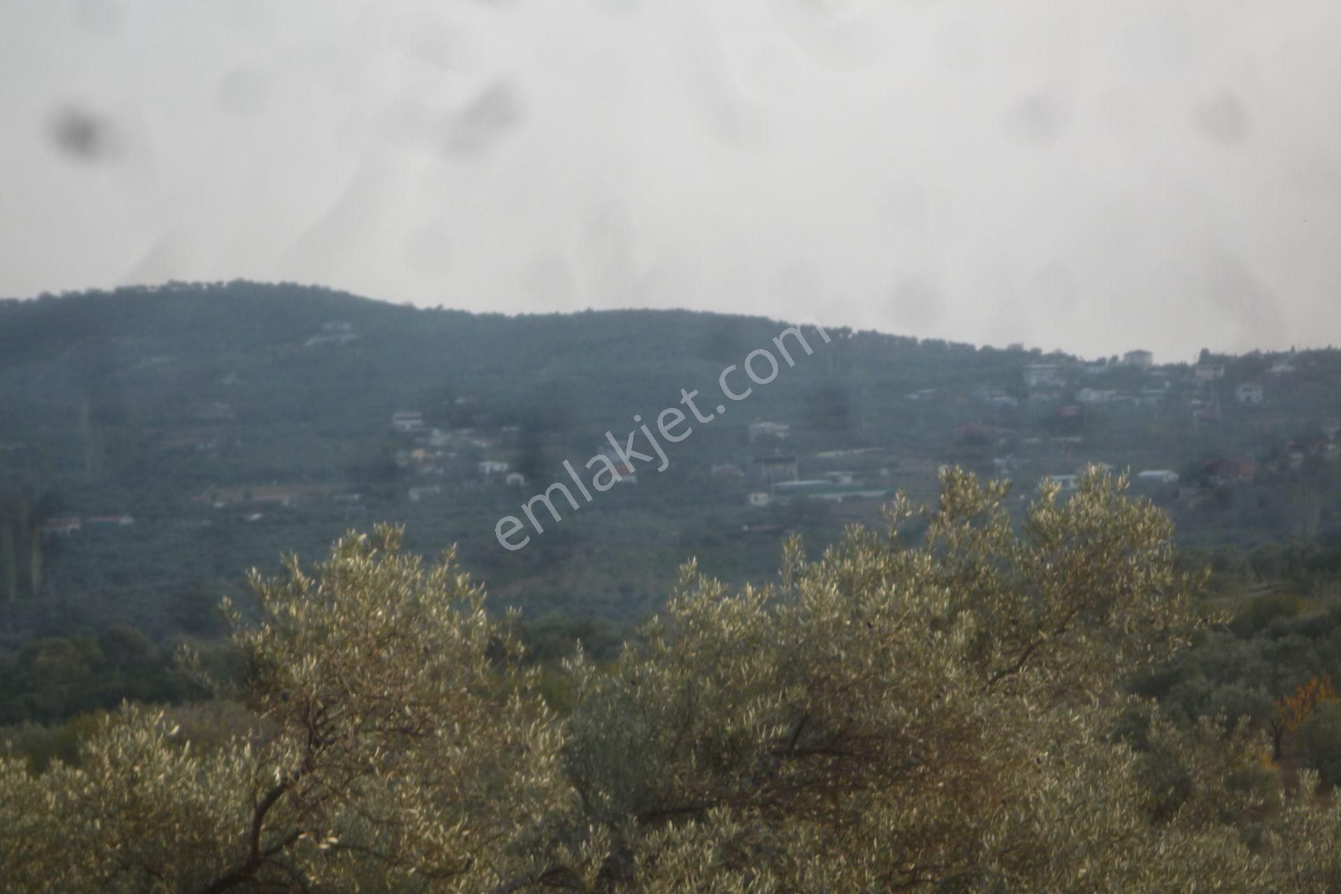 İzmir Torbalı Gold Emlaktan Satılık Kıymetli Tarla Ve Zeytinlik - Görsel 8