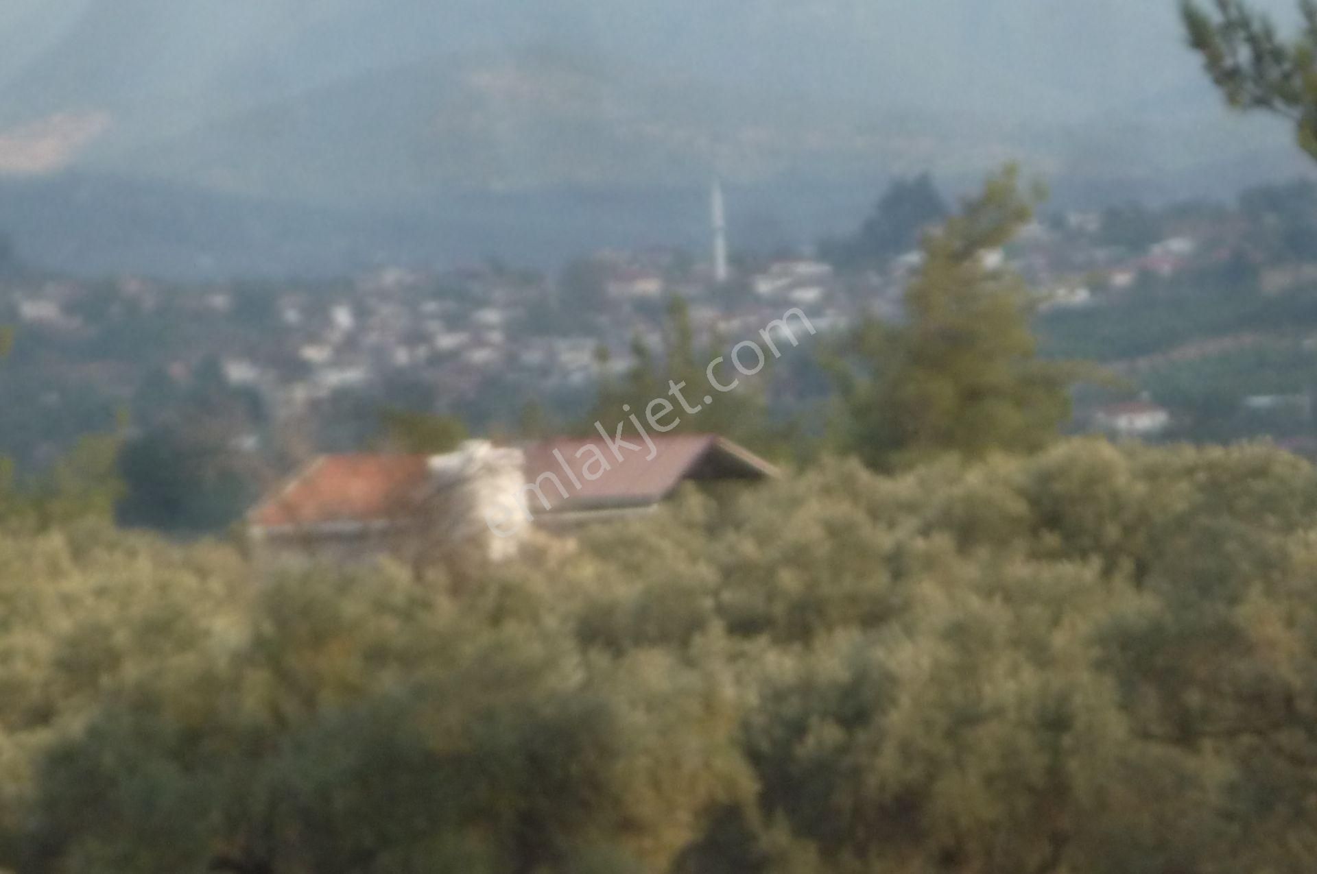 İzmir Torbalı Gold Emlaktan Satılık Kıymetli Tarla Ve Zeytinlik - Görsel 12