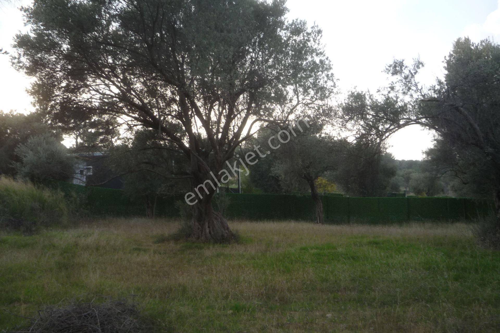 İzmir Torbalı Gold Emlaktan Satılık Bahçe - Görsel 6