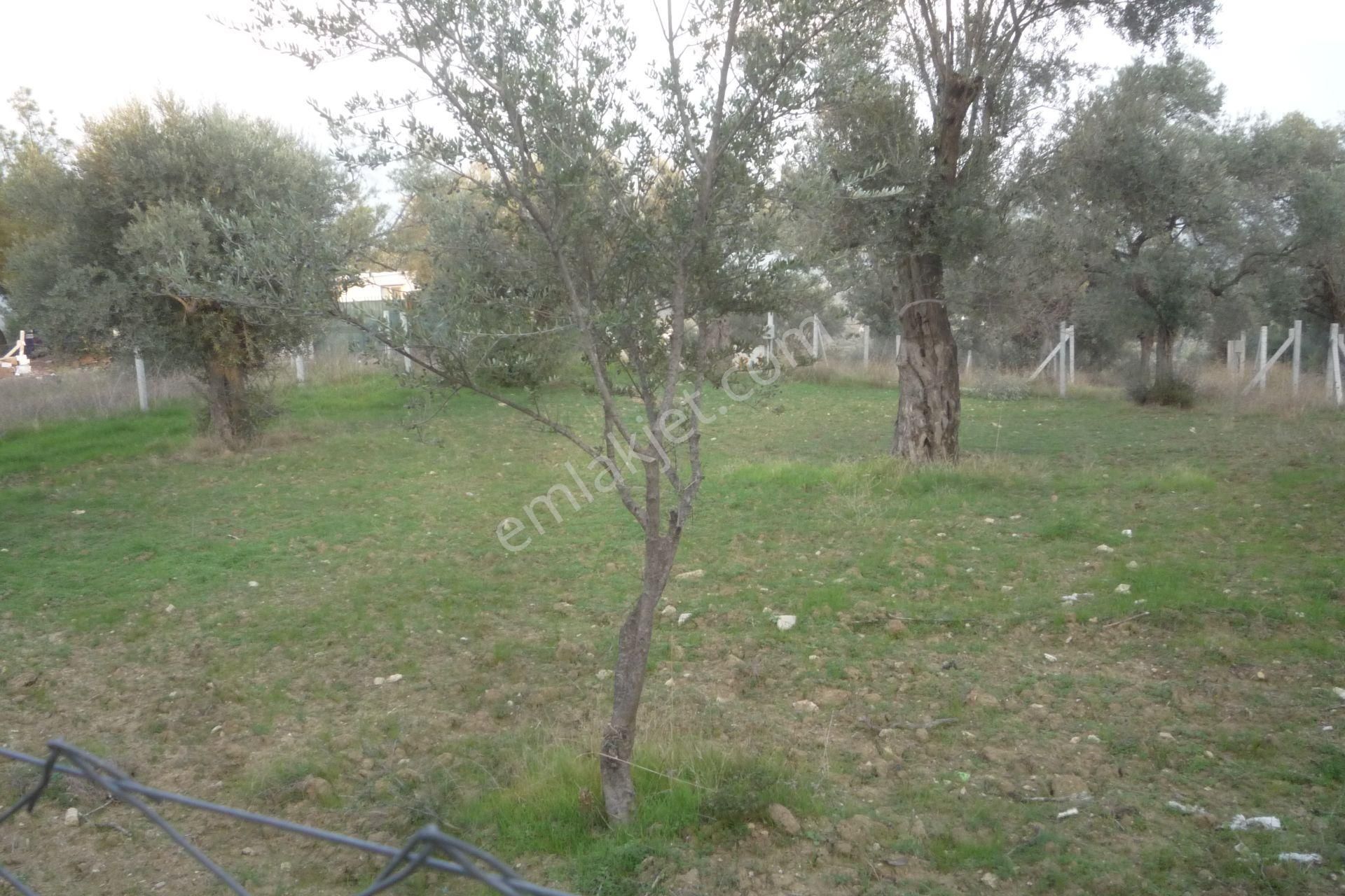 İzmir Torbalı Gold Emlaktan Satılık Bahçe - Görsel 7