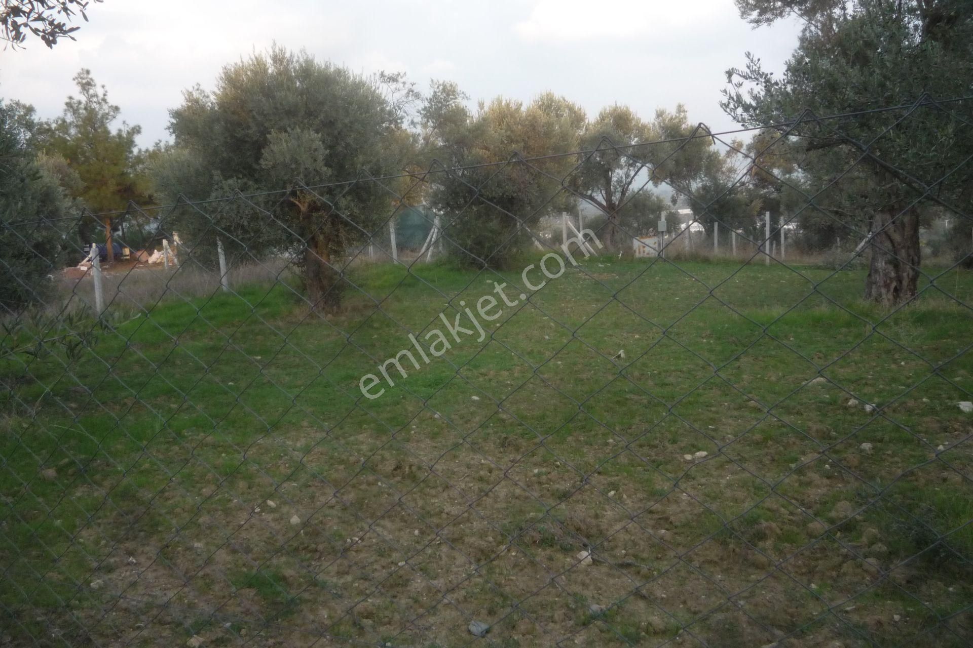 İzmir Torbalı Gold Emlaktan Satılık Bahçe - Görsel 3