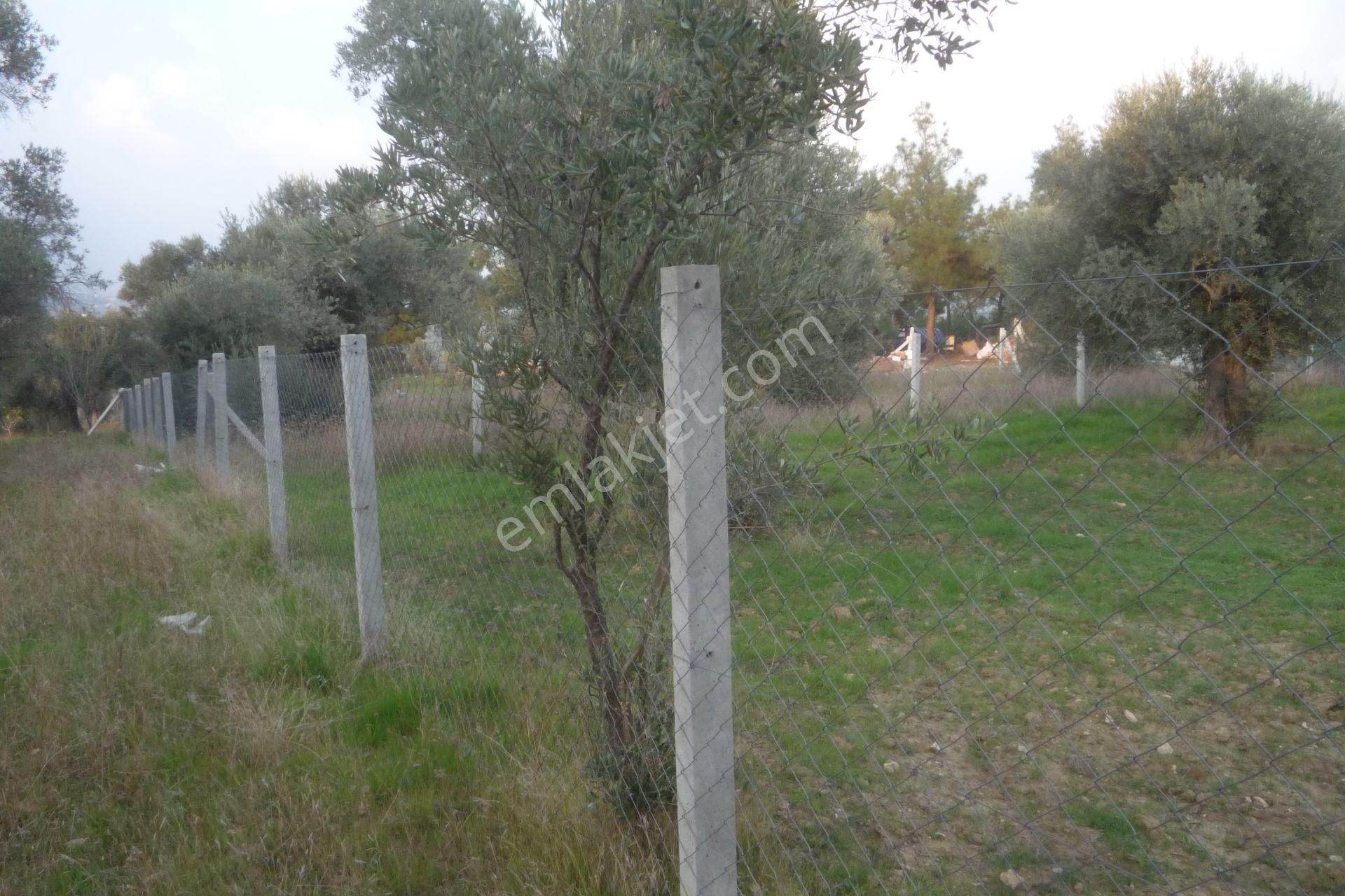 İzmir Torbalı Gold Emlaktan Satılık Bahçe - Görsel 4