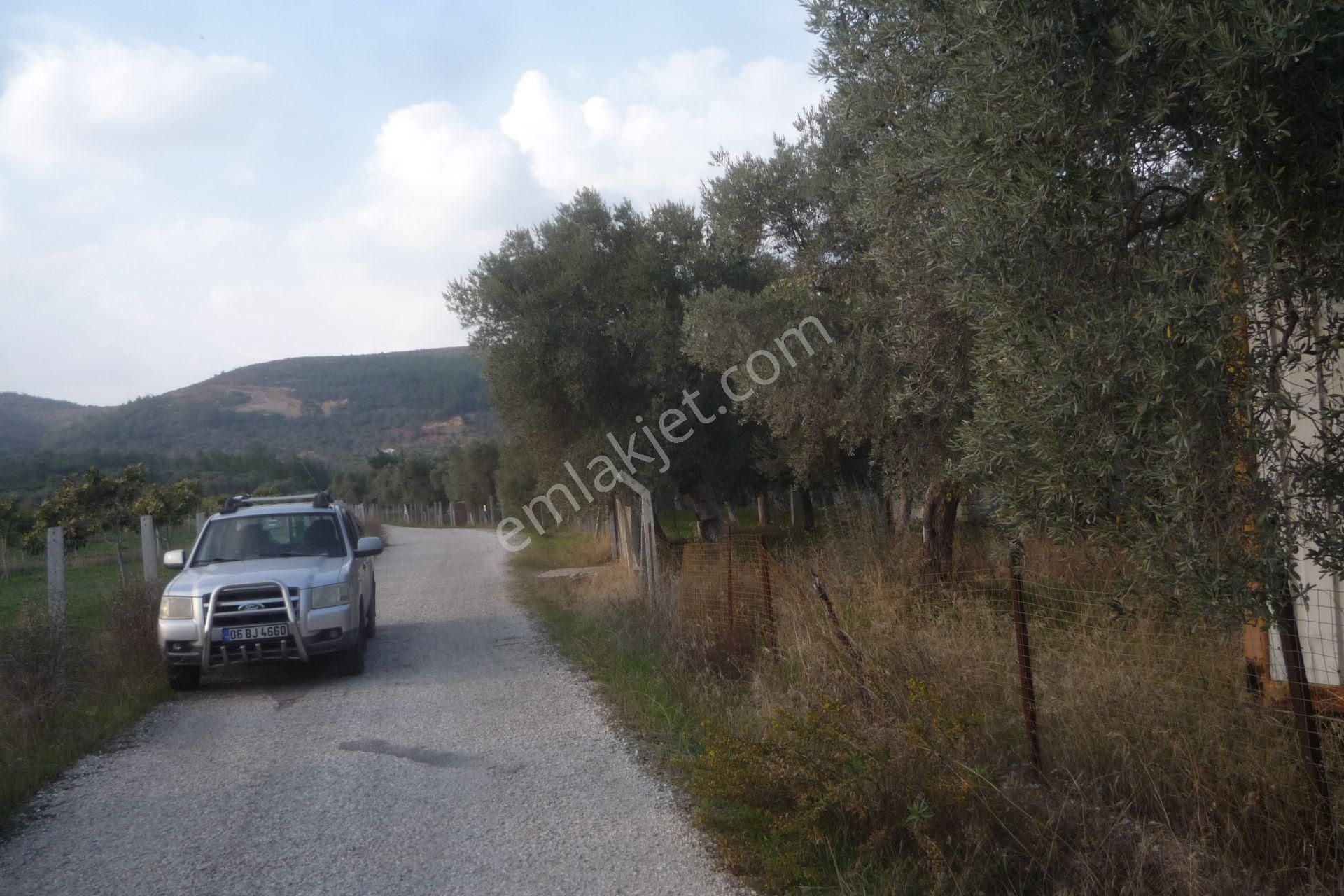 İzmir Torbalı Gold Emlaktan Satılık Harika Konteynerli Bahçe - Görsel 7