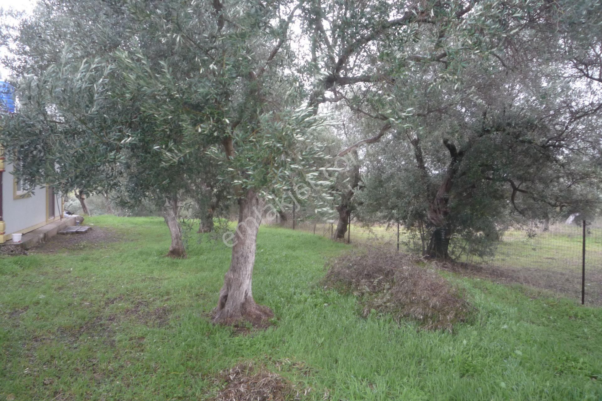 İzmir Torbalı Gold Emlaktan Satılık Harika Konteynerli Bahçe