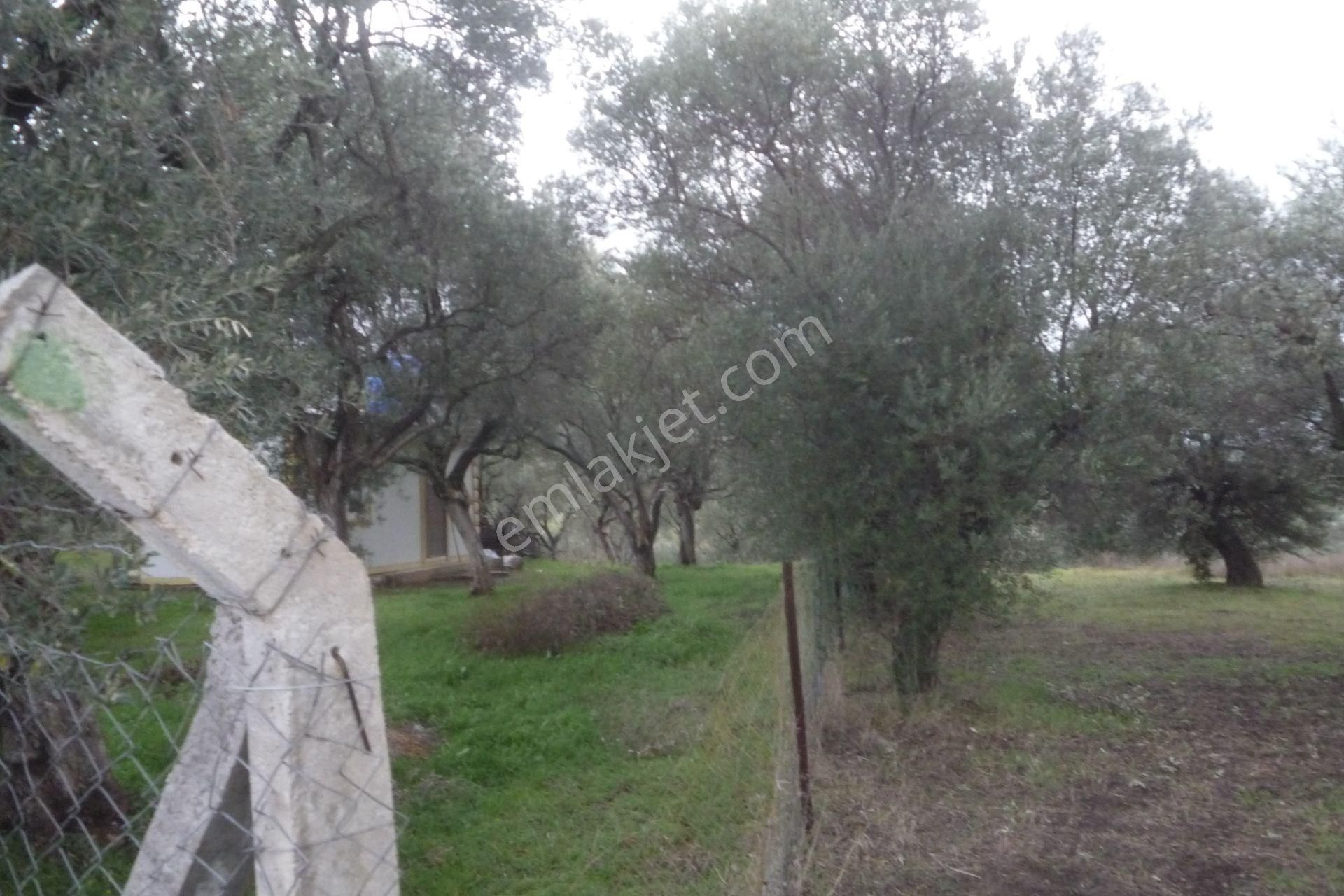 İzmir Torbalı Gold Emlaktan Satılık Harika Konteynerli Bahçe - Görsel 9