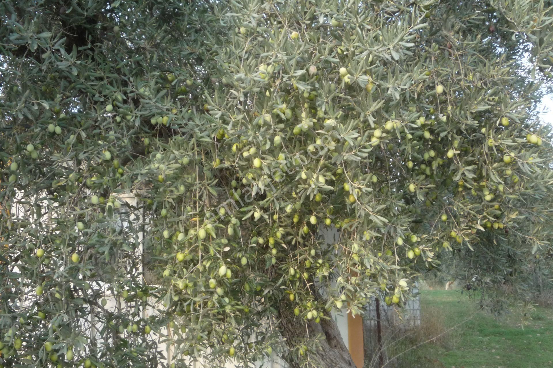 İzmir Torbalı Gold Emlaktan Satılık Harika Konteynerli Bahçe - Görsel 6