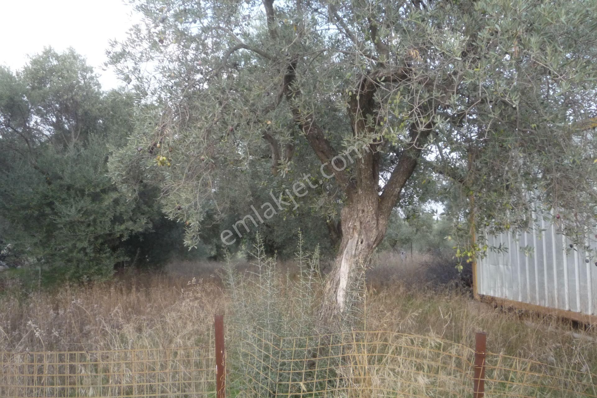 İzmir Torbalı Gold Emlaktan Satılık Harika Konteynerli Bahçe - Görsel 4