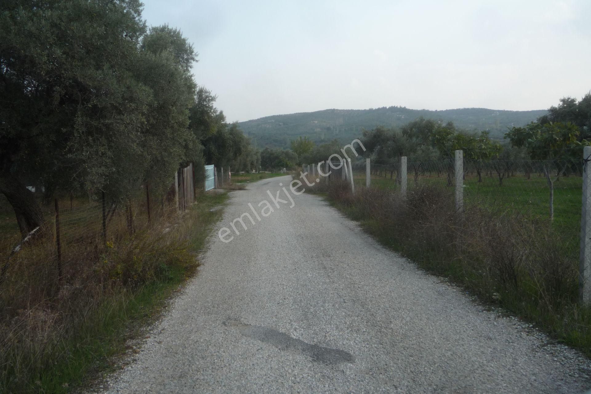 İzmir Torbalı Gold Emlaktan Satılık Harika Konteynerli Bahçe - Görsel 3