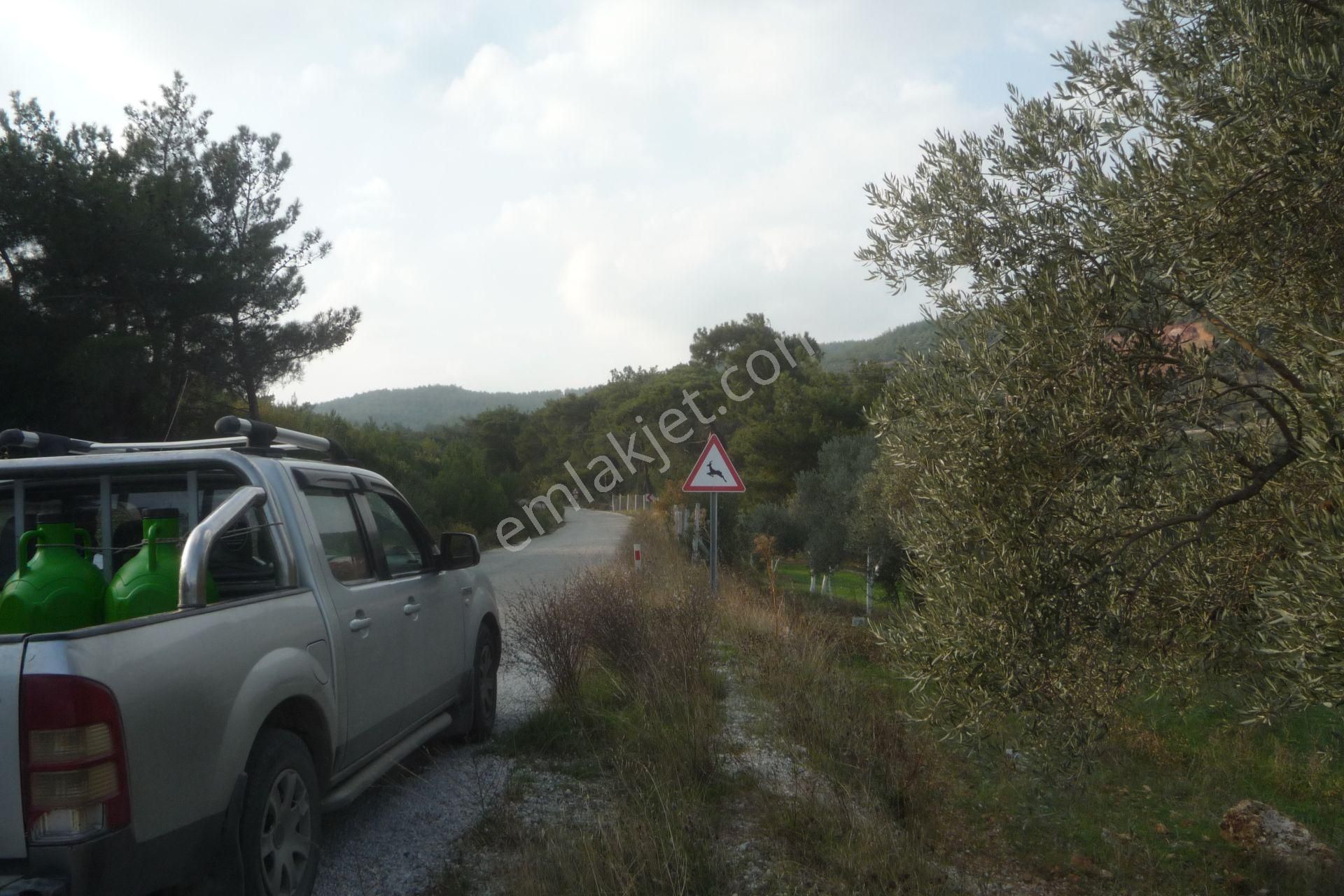 İzmir Torbalı Gold Emlaktan Satılık Zeytin Bahçesi - Görsel 6