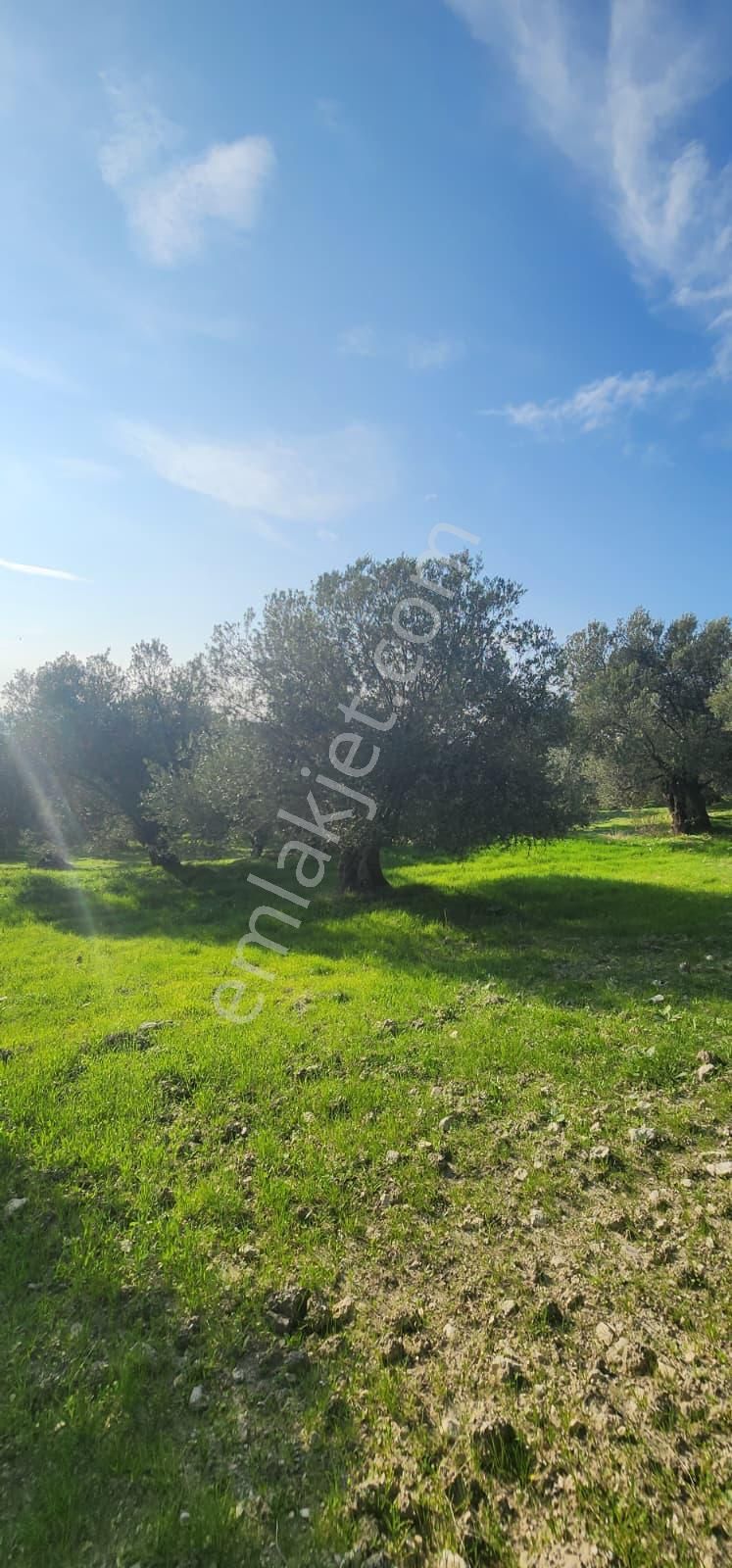 🌿 Ayvalık – Tuzla Mevkii | 1837 M² Müstakil Tapulu Zeytinlik - Görsel 6