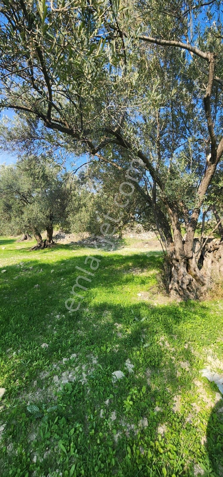 🌿 Ayvalık – Tuzla Mevkii | 1837 M² Müstakil Tapulu Zeytinlik - Görsel 9