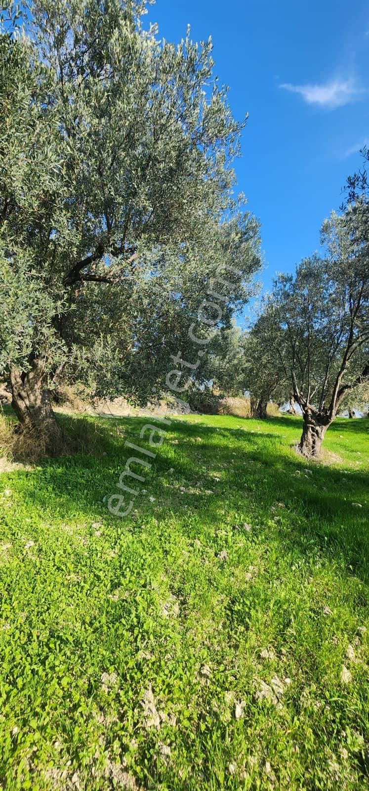 🌿 Ayvalık – Tuzla Mevkii | 1837 M² Müstakil Tapulu Zeytinlik - Görsel 10