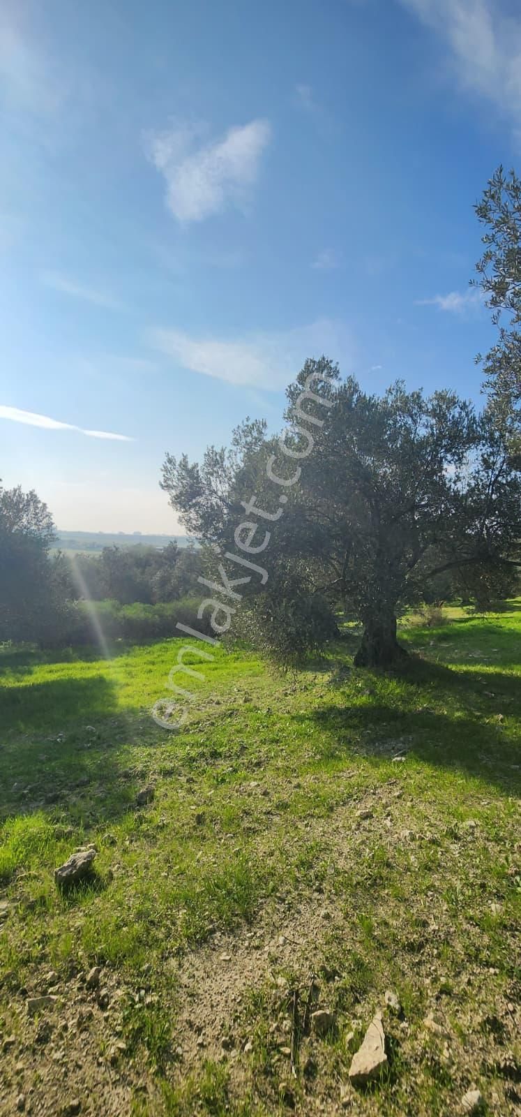 🌿 Ayvalık – Tuzla Mevkii | 1837 M² Müstakil Tapulu Zeytinlik - Görsel 4