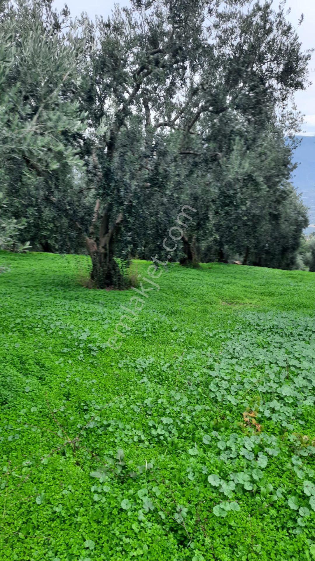 İznik Akın Emlaktan Şerefiye'de 6.515m2 Göl Manzaralı Tarla - Görsel 22