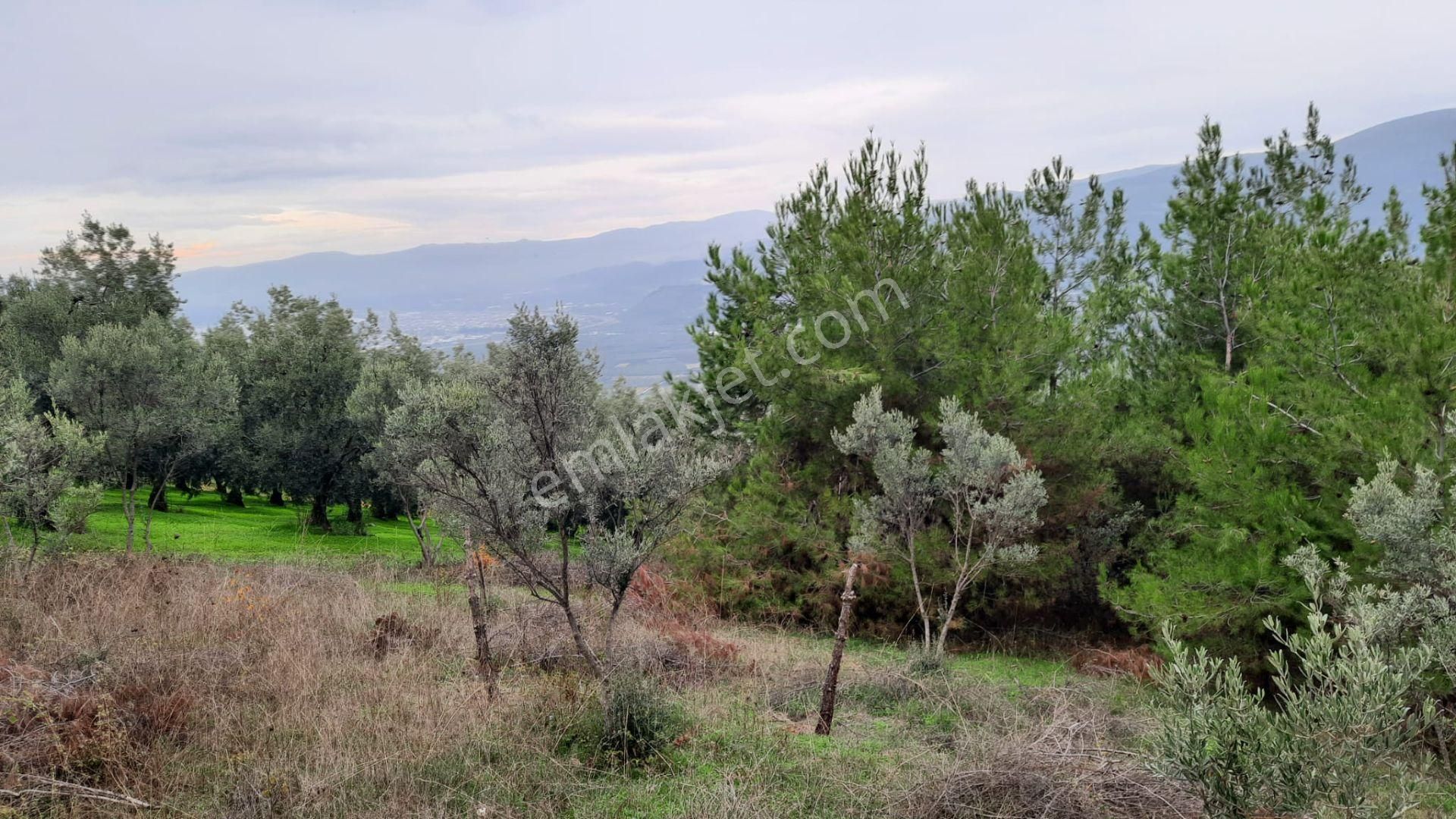 İznik Akın Emlaktan Şerefiye'de 6.515m2 Göl Manzaralı Tarla - Görsel 20