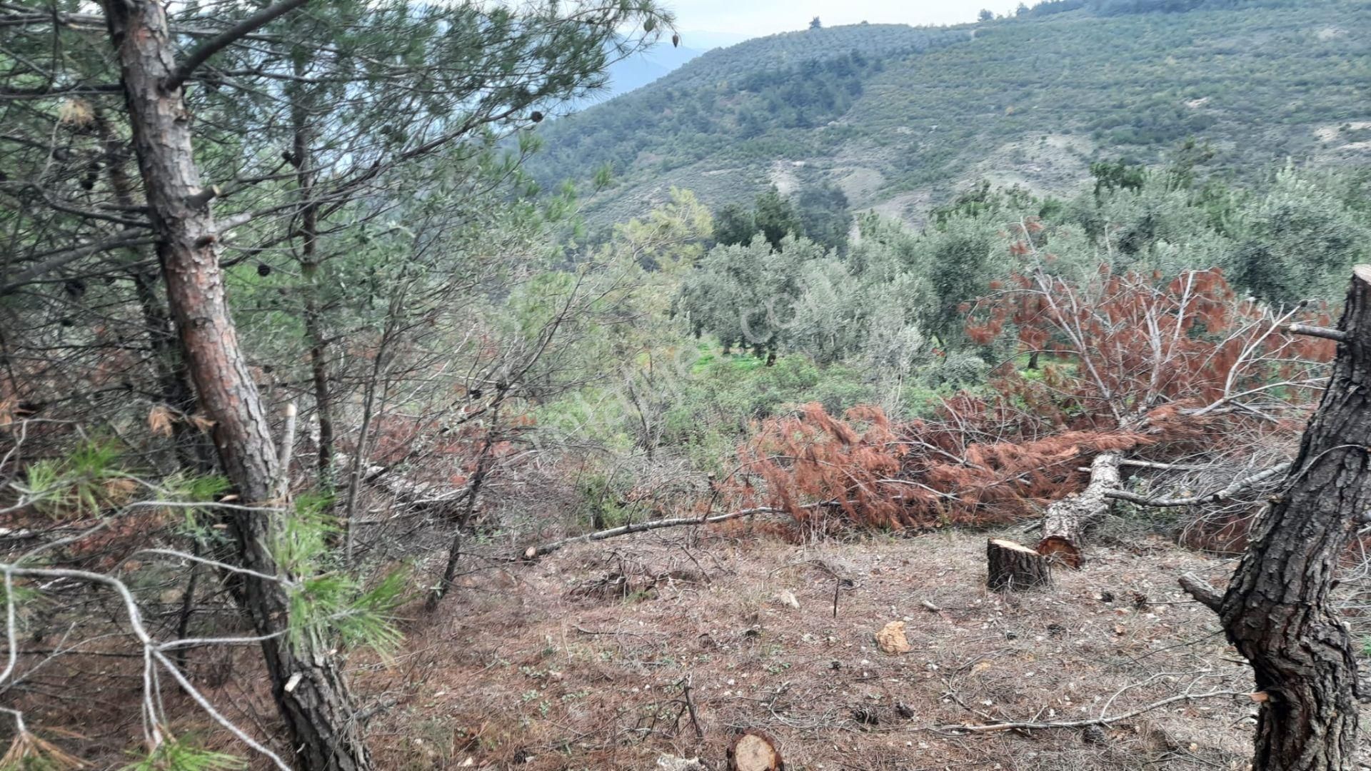 İznik Akın Emlaktan Şerefiye'de 6.515m2 Göl Manzaralı Tarla - Görsel 23