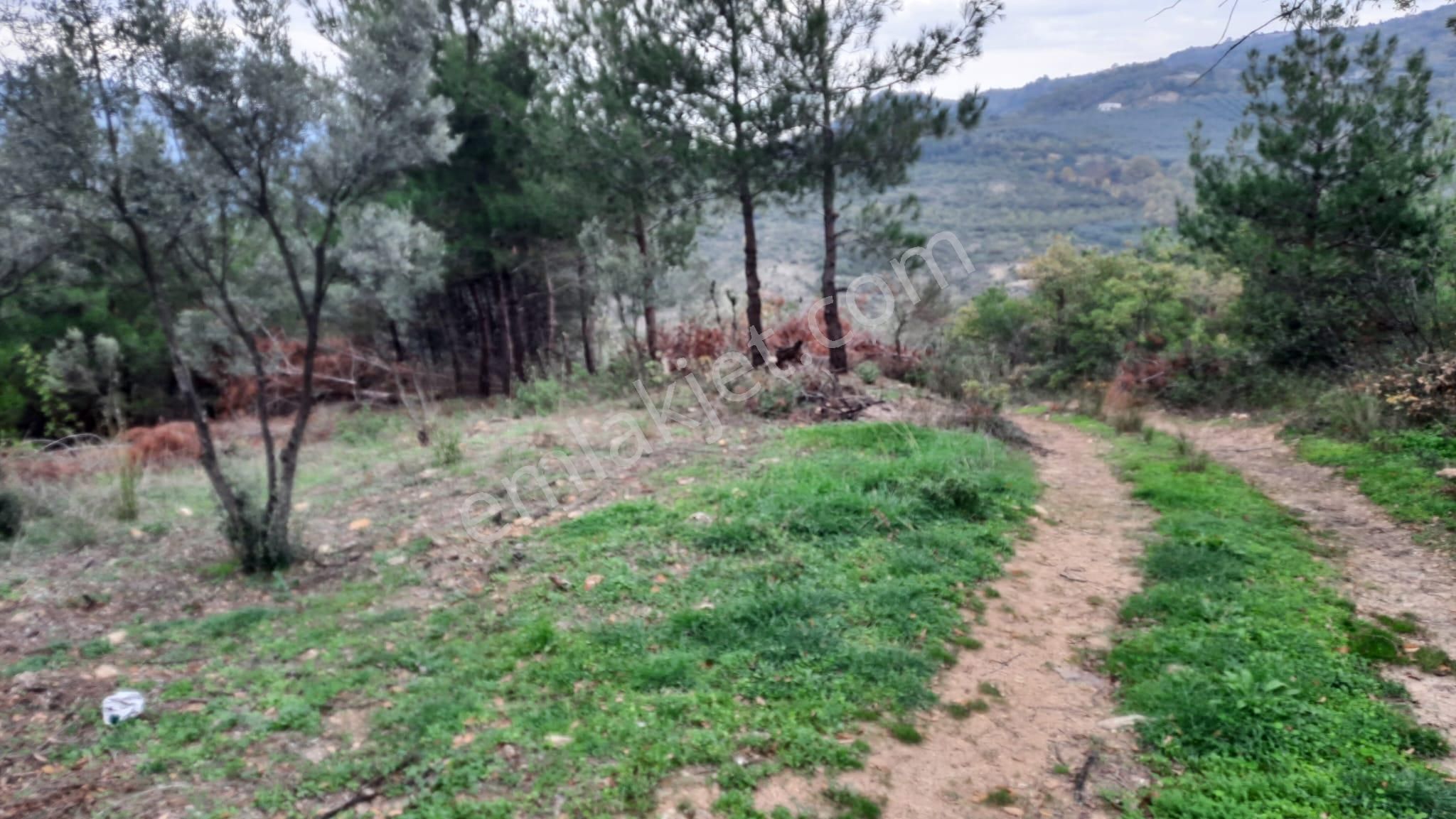 İznik Akın Emlaktan Şerefiye'de 6.515m2 Göl Manzaralı Tarla - Görsel 8