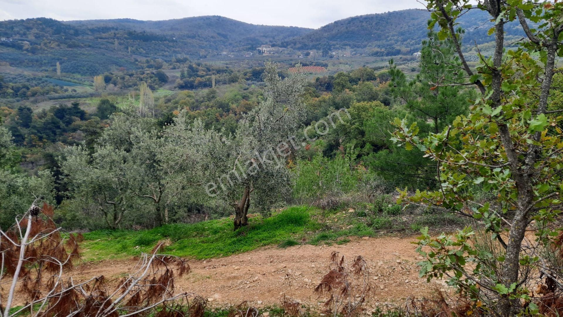 İznik Akın Emlaktan Şerefiye'de 6.515m2 Göl Manzaralı Tarla - Görsel 35