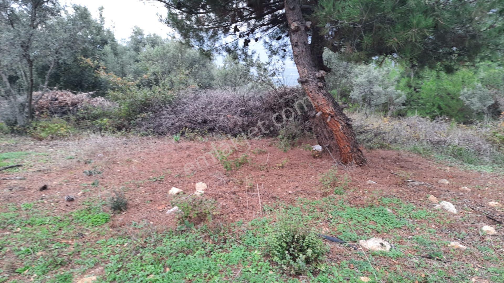 İznik Akın Emlaktan Şerefiye'de 6.515m2 Göl Manzaralı Tarla - Görsel 10