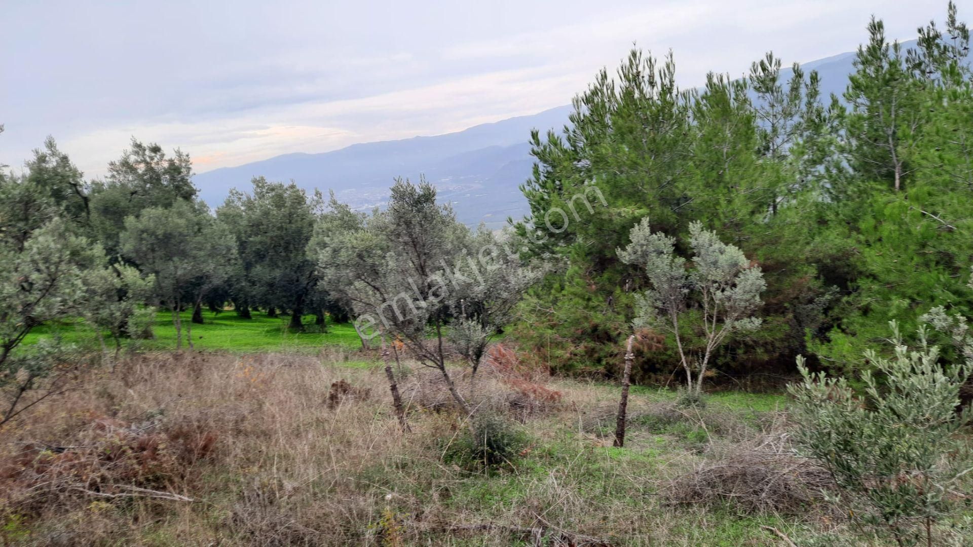 İznik Akın Emlaktan Şerefiye'de 6.515m2 Göl Manzaralı Tarla - Görsel 11