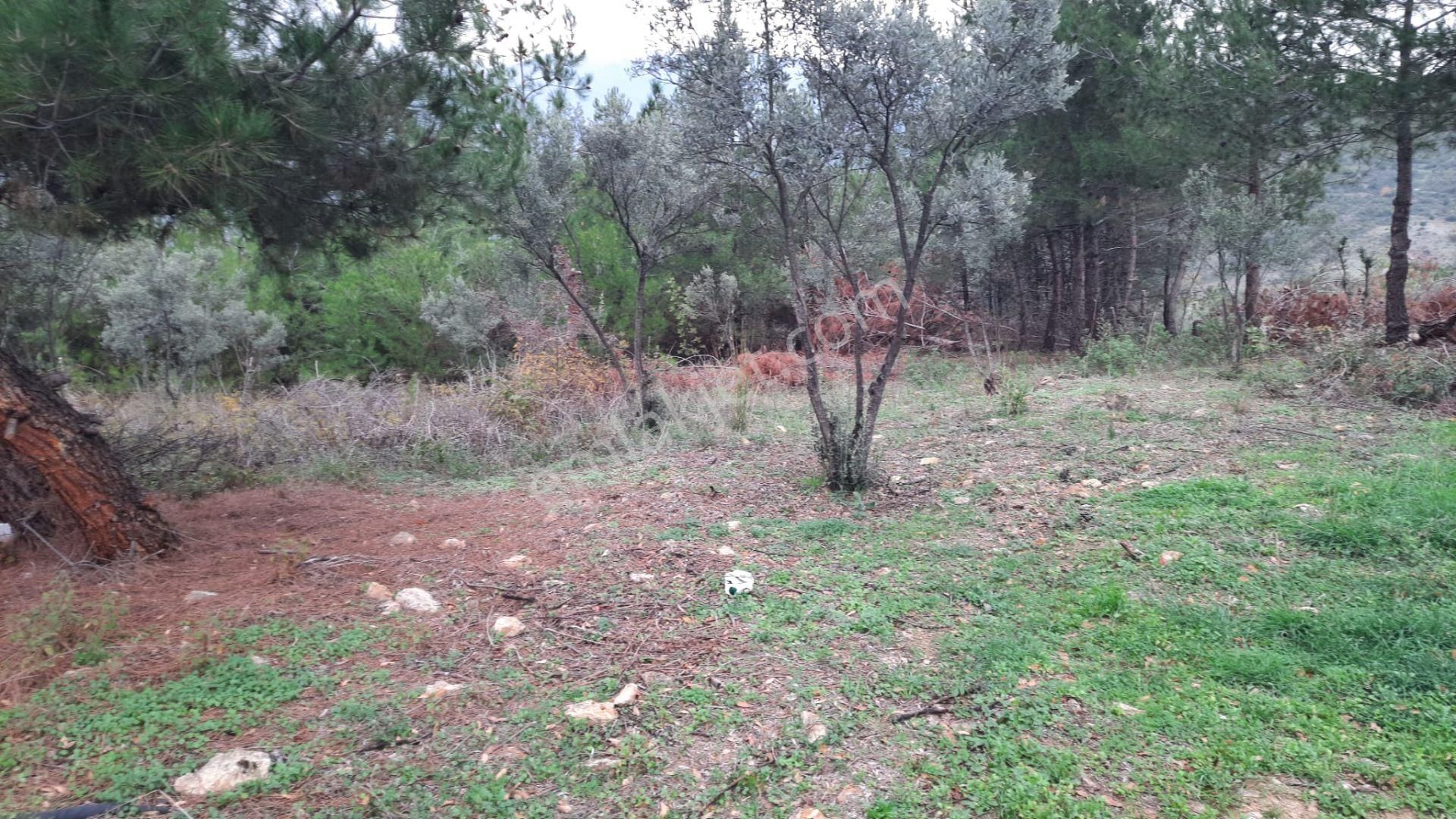 İznik Akın Emlaktan Şerefiye'de 6.515m2 Göl Manzaralı Tarla - Görsel 9