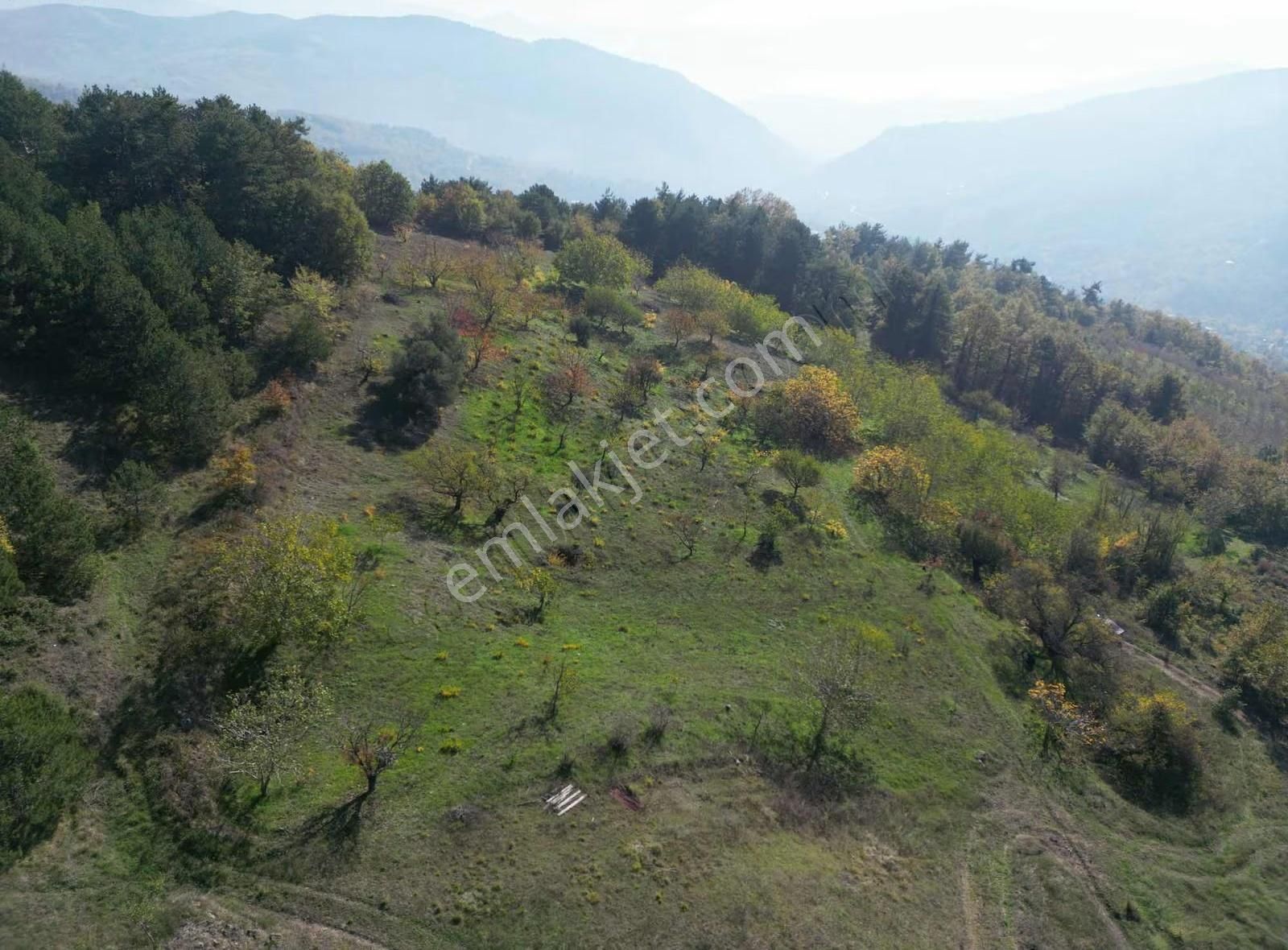 İmar Sınırı Meyve Bahçemiz Satılık - Görsel 30