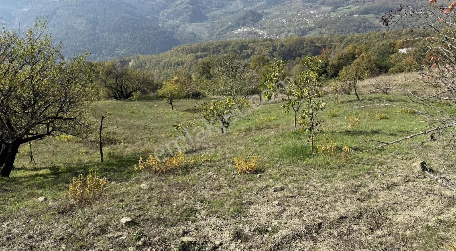 İmar Sınırı Meyve Bahçemiz Satılık - Görsel 25