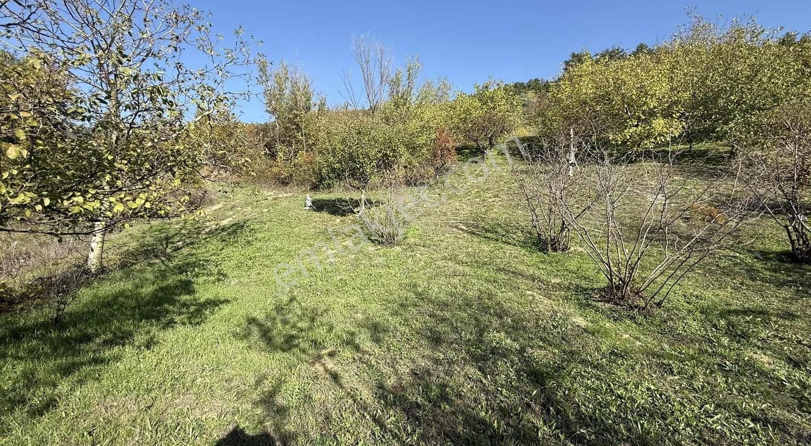 İmar Sınırı Meyve Bahçemiz Satılık - Görsel 4