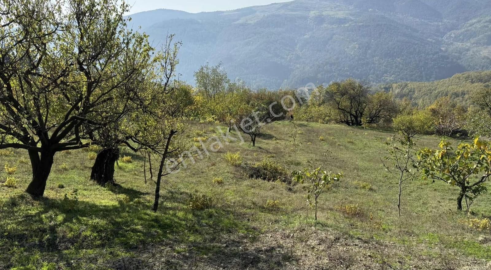 İmar Sınırı Meyve Bahçemiz Satılık - Görsel 14