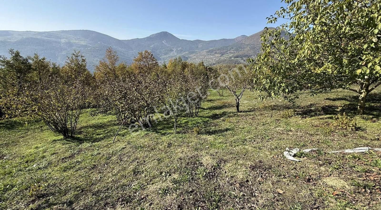 İmar Sınırı Meyve Bahçemiz Satılık - Görsel 27