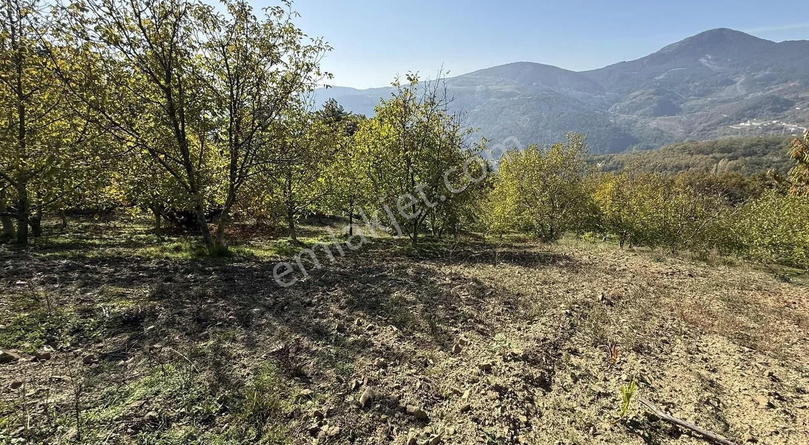 İmar Sınırı Meyve Bahçemiz Satılık - Görsel 20