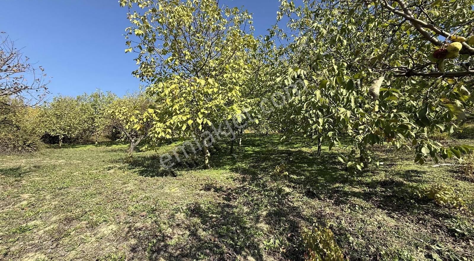 İmar Sınırı Meyve Bahçemiz Satılık - Görsel 10