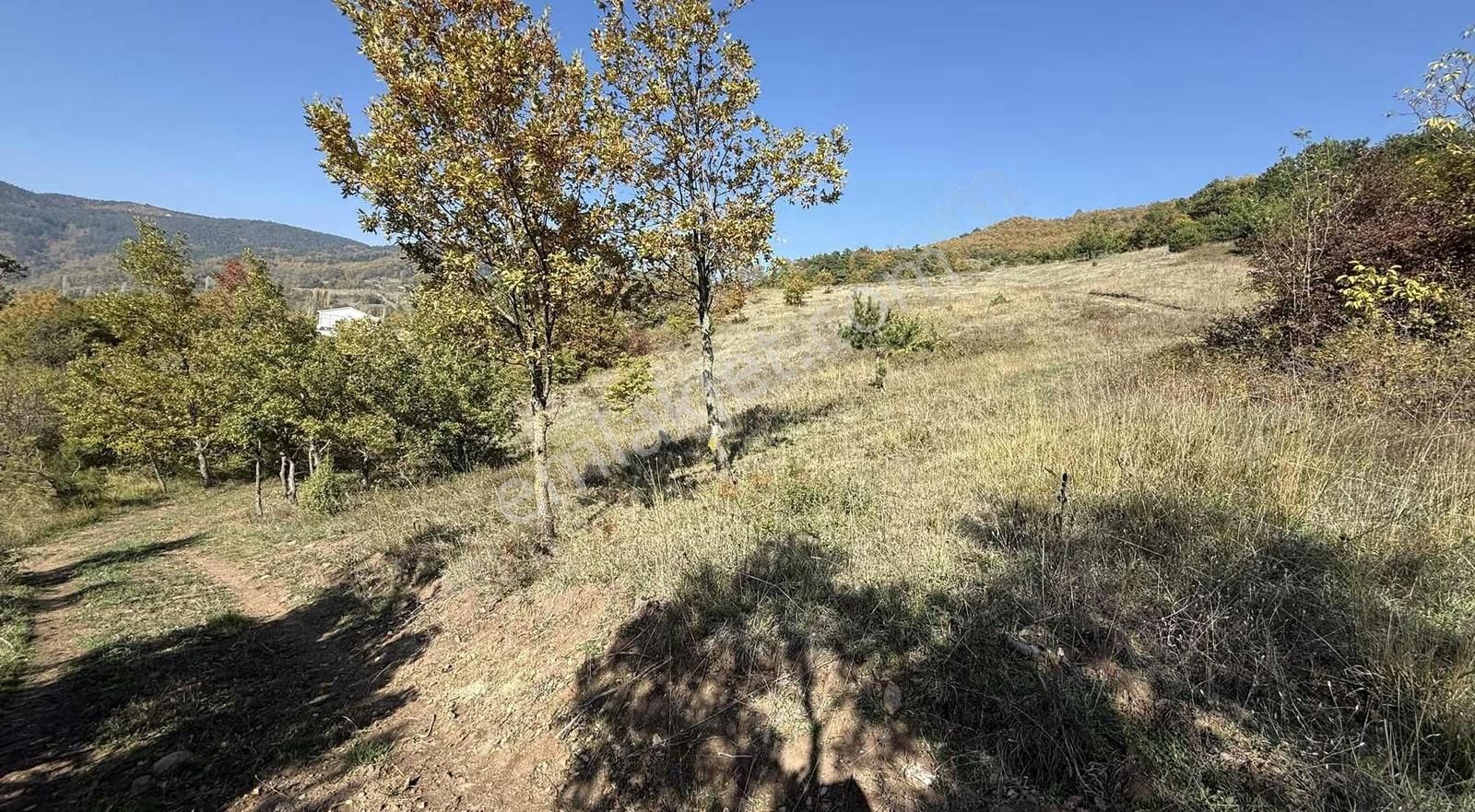 İmar Sınırı Meyve Bahçemiz Satılık - Görsel 13