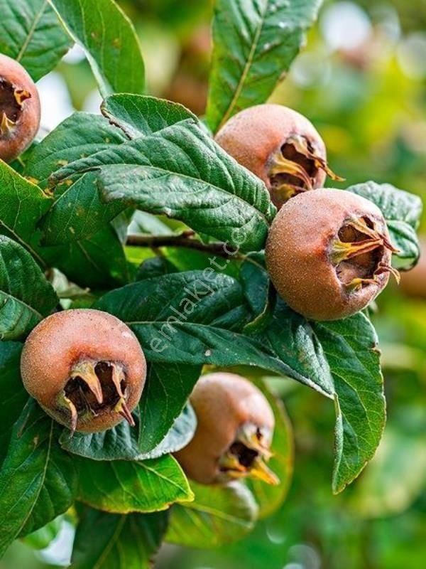İzmir Beydağ Adakürede 3.528 M2 Köyde Zeytin İncir Kestane Muşmula Bahçesi. Açıklamayı Okuyunuz - Görsel 8