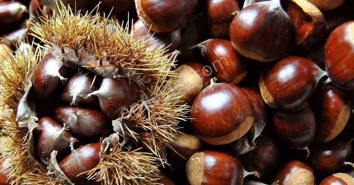 İzmir Beydağ Adakürede 3.528 M2 Köyde Zeytin İncir Kestane Muşmula Bahçesi. Açıklamayı Okuyunuz - Görsel 9